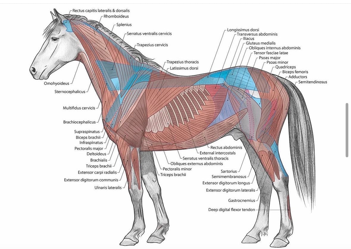 Anatomical illustration showing a horse’s muscular system