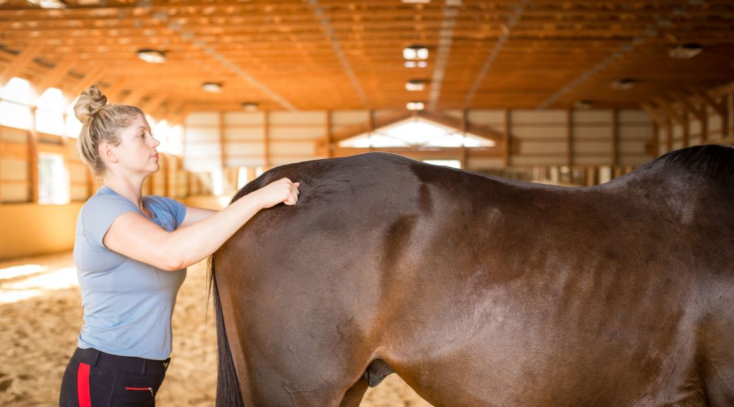 Pilates for Horses core-work exercise study