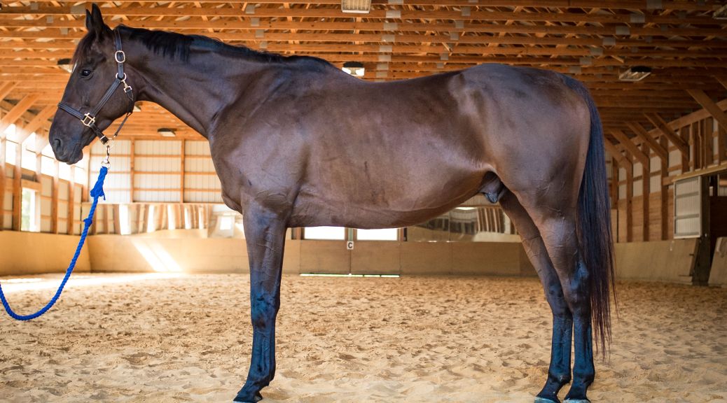Pilates for Horses exercise planning study