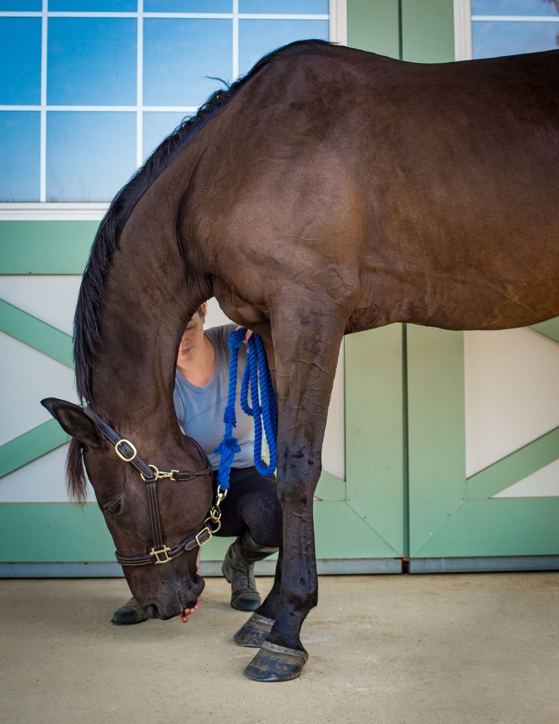 Horse walking calmly out of a stable