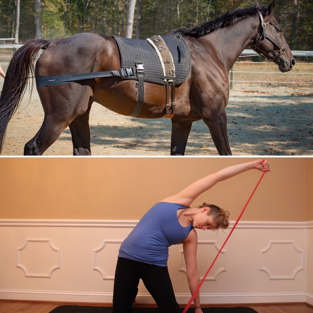 Pilates for Horses resistance-band movement exercise